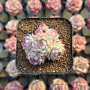 Echeveria 'Red Boats' 1"-2" Cluster Succulent Plant Cutting