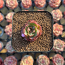 Echeveria 'Lotus Lantern' Carunculated 1" Succulent Plant Cutting