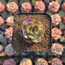 Echeveria 'Lotus Lantern' Carunculated 1" Succulent Plant Cutting