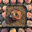 Echeveria 'Lotus Lantern' Carunculated 1" Succulent Plant Cutting