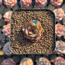 Echeveria 'Lotus Lantern' Carunculated 1" Succulent Plant Cutting