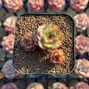 Echeveria 'Lotus Lantern' Carunculated 1" Succulent Plant Cutting