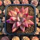 Pachyphytum 'Yangmi' 2" Succulent Plant Cutting