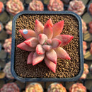 Pachyphytum 'Yangmi' 2" Succulent Plant Cutting