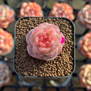 Echeveria 'Daiquiri' 1" Jelly Type Hybrid Succulent Plant Cutting