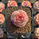 Echeveria 'Daiquiri' 1" Jelly Type Hybrid Succulent Plant Cutting
