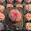 Echeveria 'Daiquiri' 1" Jelly Type Hybrid Succulent Plant Cutting