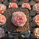 Echeveria 'Daiquiri' 1" Jelly Type Hybrid Succulent Plant Cutting