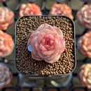 Echeveria 'Daiquiri' 1" Jelly Type Hybrid Succulent Plant Cutting