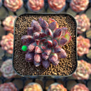 Echeveria Pulidonis Carunculated 2" Succulent Plant Cutting