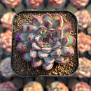 Echeveria Pulidonis Carunculated 2" Succulent Plant Cutting