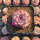 Echeveria 'Peach Queen' 2" Succulent Plant Cutting