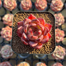 Echeveria 'Lovebird' 2" Seed-Grown Unique Individual Succulent Plant Cutting