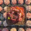 Echeveria 'Lovebird' 2" Seed-Grown Unique Individual Succulent Plant Cutting