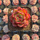 Echeveria 'Lovebird' 2" Seed-Grown Unique Individual Succulent Plant Cutting