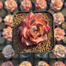 Echeveria 'Lovebird' 2" Seed-Grown Unique Individual Succulent Plant Cutting