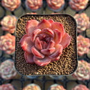 Echeveria 'Lovebird' 2" Seed-Grown Unique Individual Succulent Plant Cutting