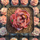 Echeveria 'Lovebird' 2" Seed-Grown Unique Individual Succulent Plant Cutting