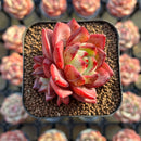 Echeveria 'Lovebird' 2" Seed-Grown Unique Individual Succulent Plant Cutting