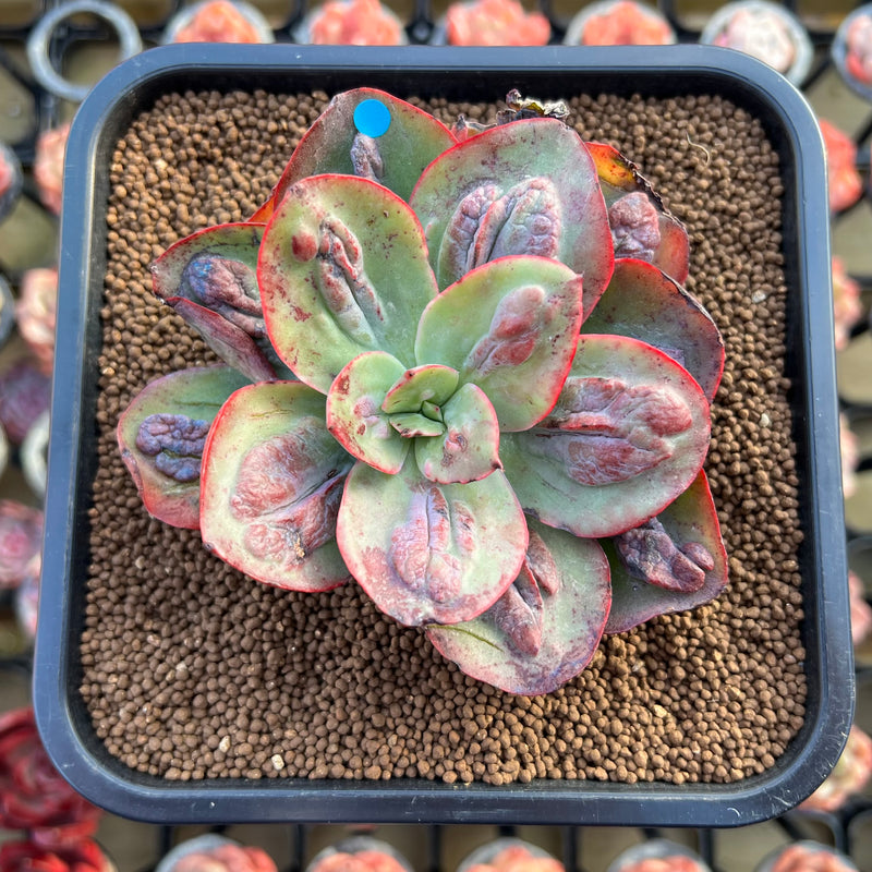 br succulent company Echeveria 'Baron Bold' 2"-3" Succulent Plant Cutting – True Succulents  Plant Co