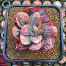 Echeveria 'Baron Bold' 2"-3" Succulent Plant Cutting