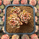Echeveria 'Hui' 2"-3" Succulent Plant Cutting