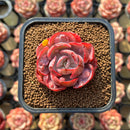 Echeveria 'Beyonce Rainbow' 1"-2' Succulent Plant Cutting