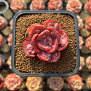 Echeveria 'Beyonce Rainbow' 1"-2' Succulent Plant Cutting