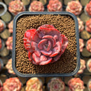 Echeveria 'Beyonce Rainbow' 1"-2' Succulent Plant Cutting