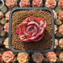 Echeveria 'Beyonce Rainbow' 1"-2' Succulent Plant Cutting