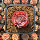 Echeveria 'Beyonce Rainbow' 1"-2' Succulent Plant Cutting