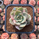 Echeveria 'Lake Baikal' Lightly Variegated 2" Succulent Plant Cutting