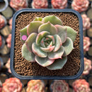 Echeveria 'Lake Baikal' Lightly Variegated 2" Succulent Plant Cutting