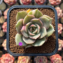 Echeveria 'Lake Baikal' Lightly Variegated 2" Succulent Plant Cutting