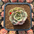 Echeveria 'Lake Baikal' Lightly Variegated 2" Succulent Plant Cutting