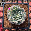 Echeveria 'Hearts Choice' 2"-3" Succulent Plant Cutting