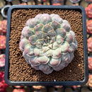 Echeveria 'Hearts Choice' 2"-3" Succulent Plant Cutting