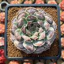 Echeveria 'Hearts Choice' 2"-3" Succulent Plant Cutting