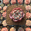 Echeveria 'Lovebird' 1"-2" Succulent Plant Cutting