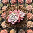 Echeveria 'Alba Beauty' 1"-2" Succulent Plant Cutting