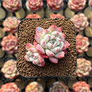 Echeveria 'Alba Beauty' 1"-2" Succulent Plant Cutting