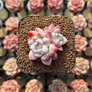 Echeveria 'Alba Beauty' 1"-2" Succulent Plant Cutting