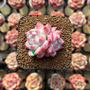Echeveria 'Alba Beauty' 1"-2" Succulent Plant Cutting