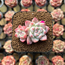 Echeveria 'Alba Beauty' 1"-2" Succulent Plant Cutting