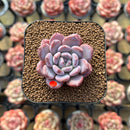 Echeveria 'Crystal Amber' 1"-2" Succulent Plant Cutting