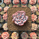 Echeveria 'Crystal Amber' 1"-2" Succulent Plant Cutting
