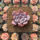 Echeveria 'Crystal Amber' 1"-2" Succulent Plant Cutting
