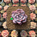 Echeveria 'Crystal Amber' 1"-2" Succulent Plant Cutting