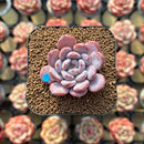 Echeveria 'Crystal Amber' 1"-2" Succulent Plant Cutting