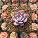 Echeveria 'Crystal Amber' 1"-2" Succulent Plant Cutting